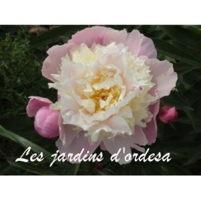 Paeonia jeanne d\